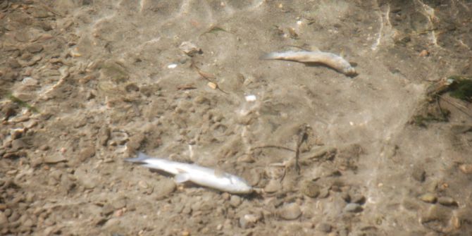 Behzat Deresi’nde Balık Ölümleri Korkuttu