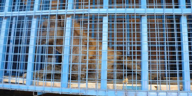 Suriye’deki Yaban Hayvanları Artık Güvende