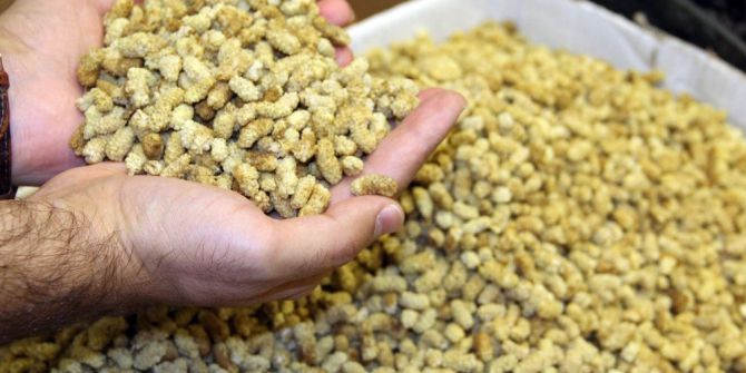 Tunceli’nin Köyünden Dünyaya Açılan Dut