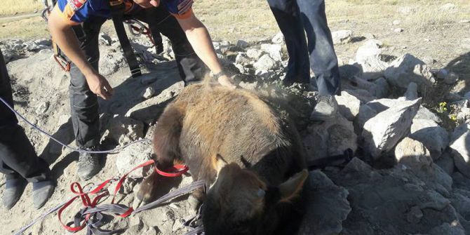 25 Metre Derinlikteki Kuyuya Düşen Dana Kepçe İle Çıkarıldı