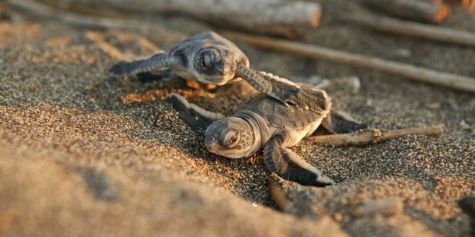Başkan Tarhan, Halkı Yavru Deniz Kaplumbağalara Karşı Uyardı