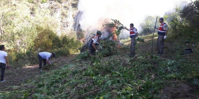 Konya’da 24 Bin Kök Hint Keneviri Ele Geçirildi