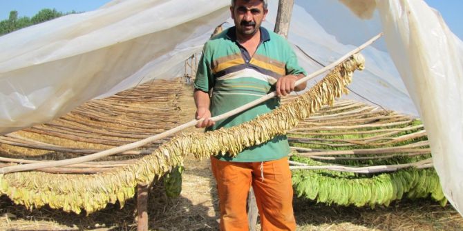 Çiftçiler, Daha Karlı Olan Tütün Ekimine Yöneldi