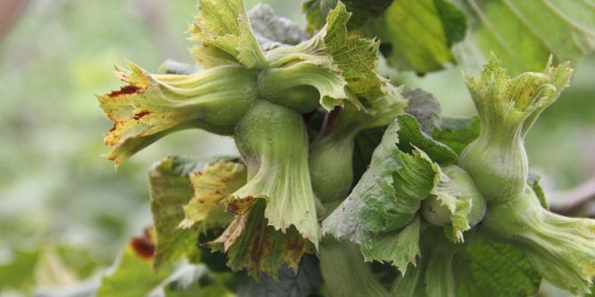 Fındıkta Yeni Çeşitler Çotanaklaştı