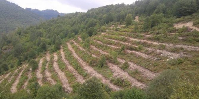 Ordu’da 6 Ayda 1,4 Milyon Fidan Üretildi