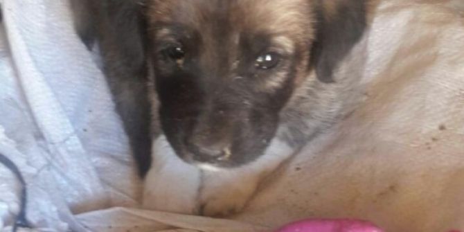 Annelerini Vurulan Köpekler, Öksüz Kaldı