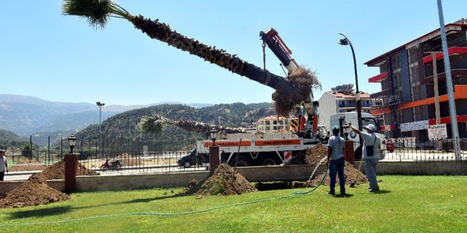 Salihli’de Palmiyeler Taşınıyor
