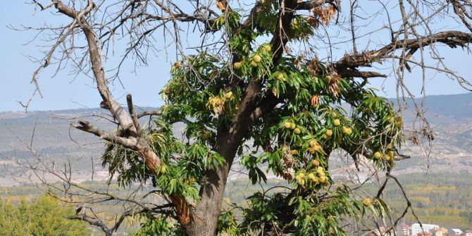 Kestane Ağaçlarında Dal Kanseri Mücadelesi