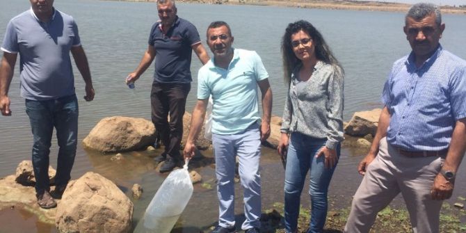 Sulutepe Göletine 300 Bin Balık Bıraktı