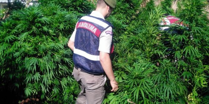 Jandarmadan Köy Evlerine Uyuşturucu Baskını: 3 Gözaltı