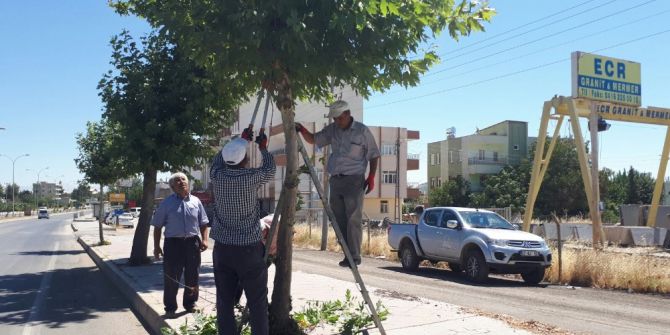 Belediye Ekiplerince Ağaçlar Budanıyor