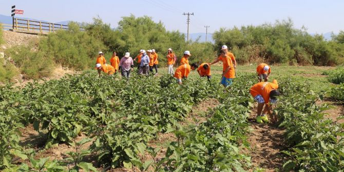 Tarım Kampında 4. Gurup Öğrenciler Çapaya Başladı