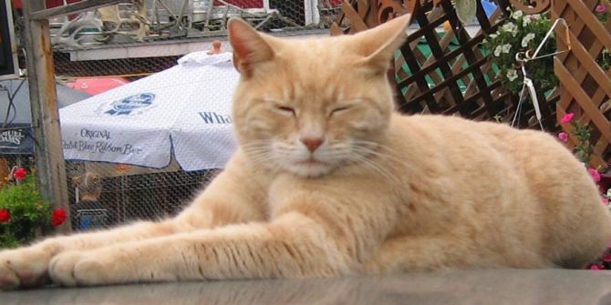 Alaska’nın Kedi Belediye Başkanı Stubbs Hayatını Kaybetti