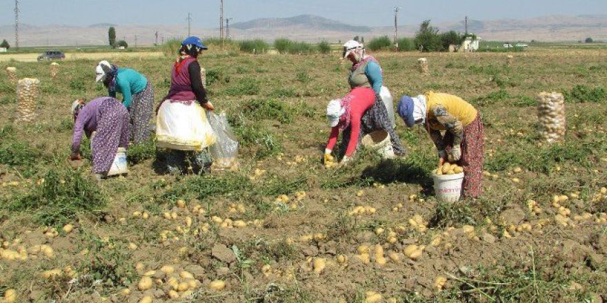 Sandıklı’da Patates Hasadı Sıkıntılı Başladı