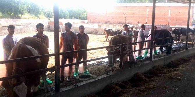 Aydın Veteriner Hekimler Odasının Suni Tohumlama Kurslarına İlgi Artıyor