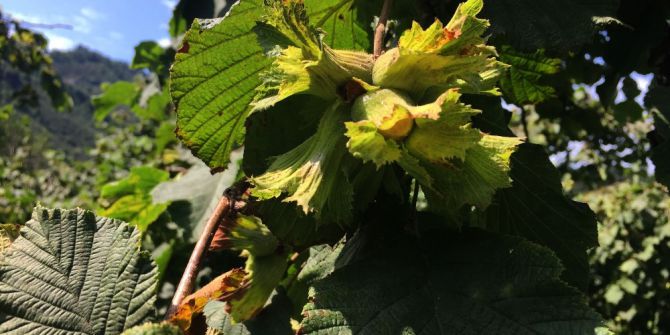 Fındık Hasadı Rötar Yaptı