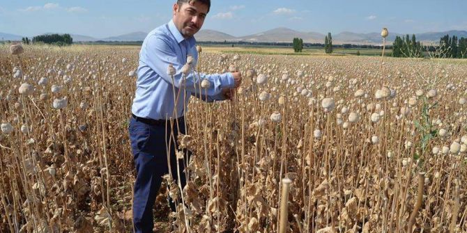 Altıntaş’ta Haşhaş Bereketi