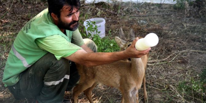 Annelerinin Terk Ettiği Karacalar Biberonla Besleniyor