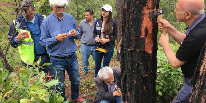 Tika’dan Orman Zararlılarına Karşı Mücadelede Orta Amerika Ülkeleri İle Tecrübe Paylaşımı