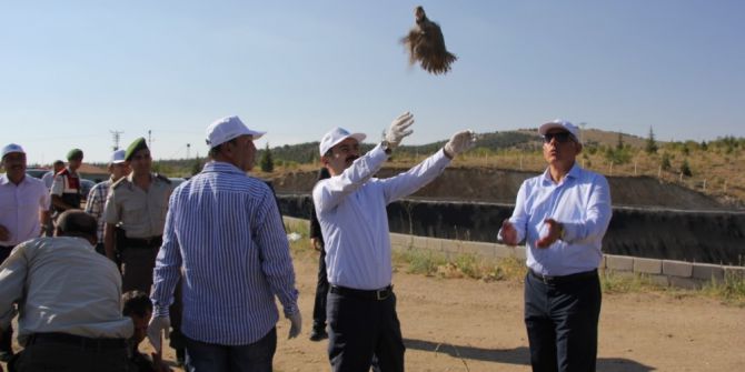 Nevşehir’de Bin 500 Keklik Doğayla Buluşturuldu