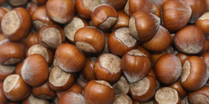 Fındığı Erken Toplamayın