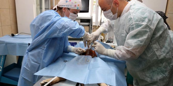 Köpekleri Kısırlaştırmada Yeni Yöntem: Laparoskopi