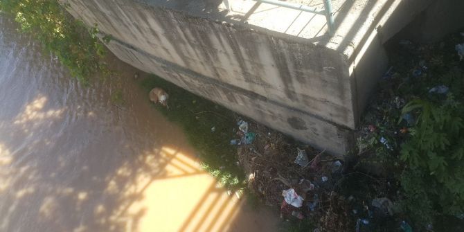 Kanalda Mahsur Kalan Köpek Kurtarıldı