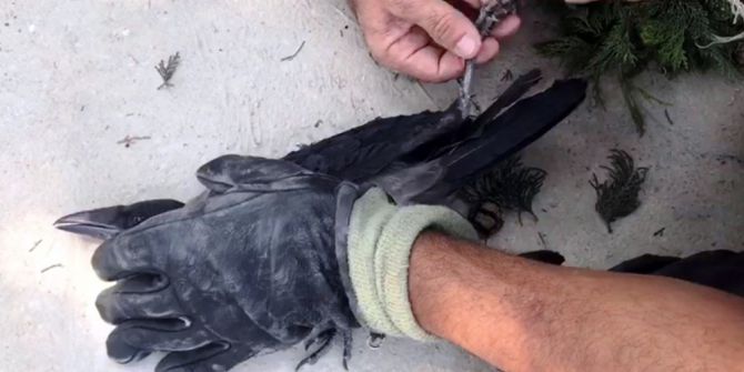 İtfaiyeden ‘Karga’ Operasyonu