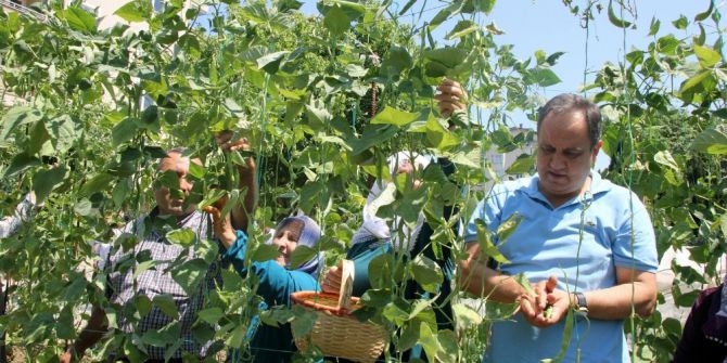 Belediye Başkanı Bahçeye Girdi, Fasulye Topladı