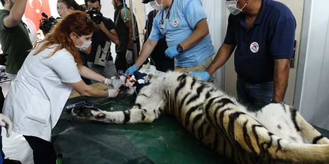 Kalbi Duran Savaş Mağduru Kaplan Bursa’da Hayata Böyle Döndürüldü