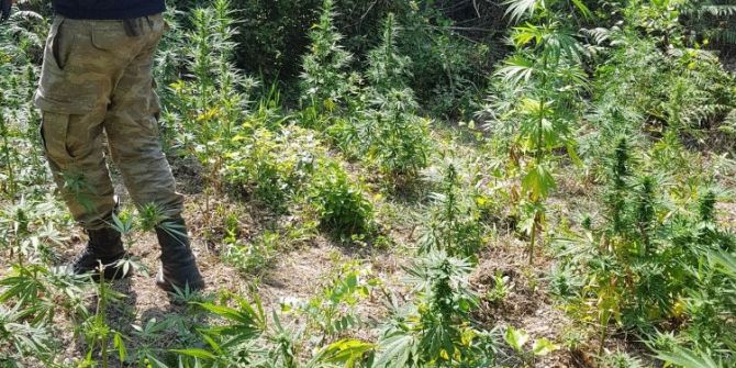 Ormanlık Alanda 120 Kök Dişi Hint Keneviri Ele Geçirildi