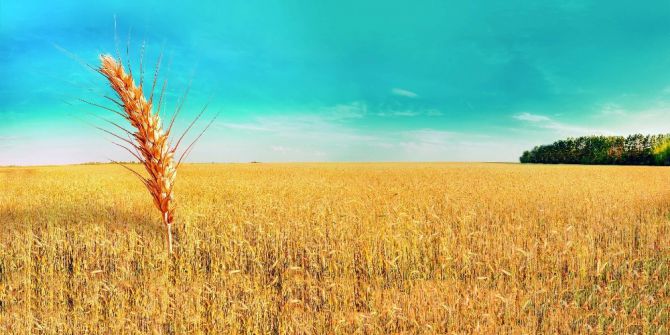 Buğdayda Kuraklık Ödemeleri Başladı