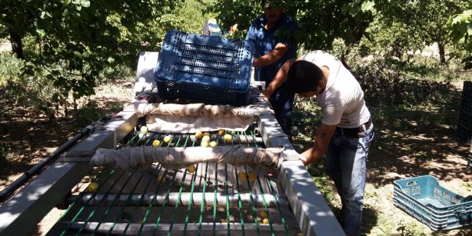 Kayısı Üreticilerinin İşini Kolaylaştıracak Makine Tasarlandı