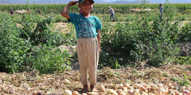 Soğanın Fiyatı Tarlada İki Kat Arttı