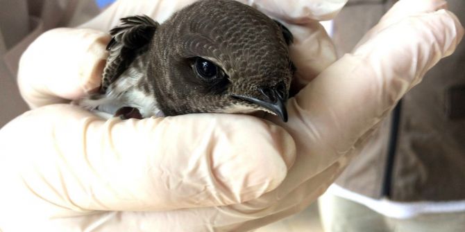 Yaralı Ebabil Kuşu Tedavisinin Ardından Doğaya Salındı