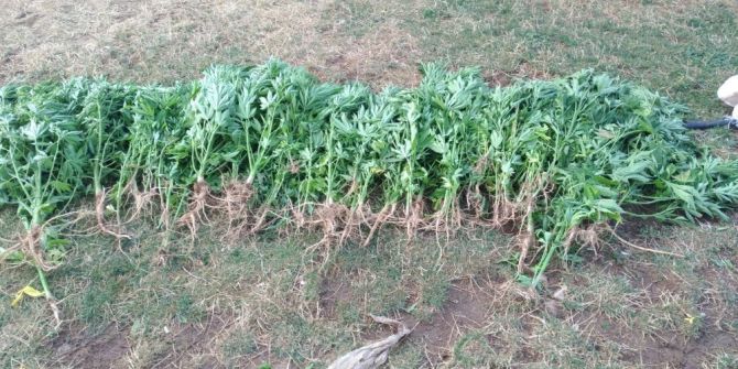 Mihalıççık’ta 55 Kök Kenevir El Geçirildi