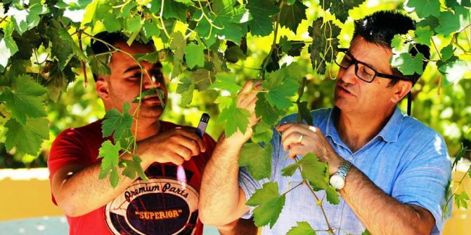 Faydalı Böcekler Salihli’de İş Başında