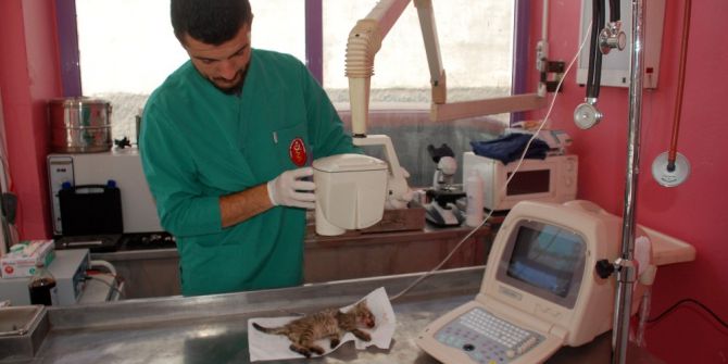 Tokat’ta, Hayvanların Karıştığı Trafik Kazalarında Sosyal Sorumluluk Projesi