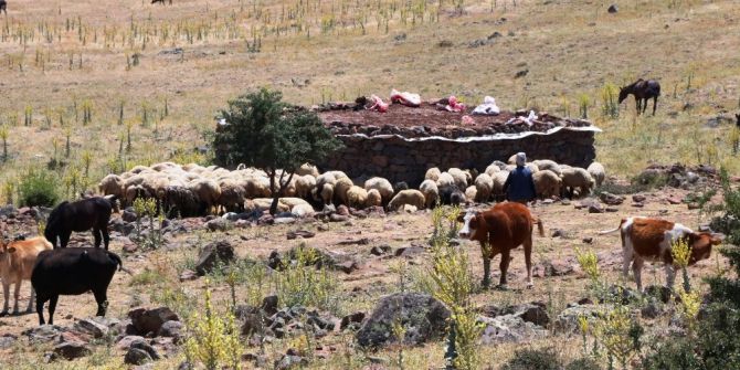 Yaylalarda Yaşanan Susuzluk Nedeniyle Hayvan Ölümleri Başladı