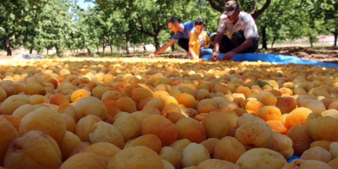 Kayısı Üreticilerinin Yüzü Gülüyor