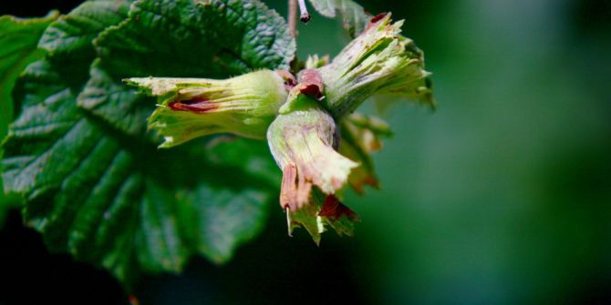 Giresun Fındık Hasadı Tarihleri Belli Oldu
