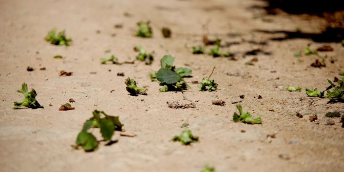 Fındık Üreticisinin Umudu Tek Tek Dökülüyor
