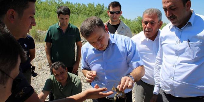 Birecik’te Kerevit Aşılama Projesi Hedefine Ulaşıyor