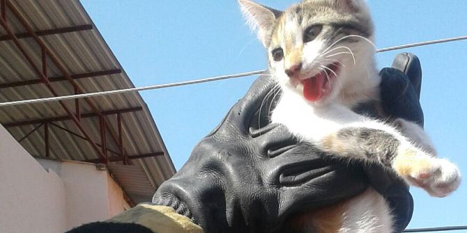 Elektrik Direğinden Kedi Kurtarma Operasyonu