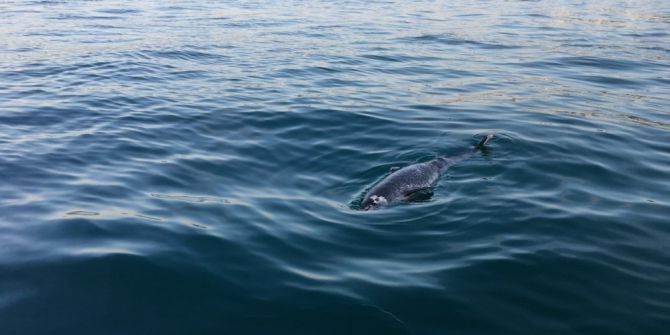 Fatsa’da Ölü Yunus Karaya Vurdu
