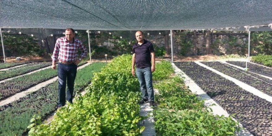 Muş’ta Üzüm Bağcılığı Geliştirme Projesi