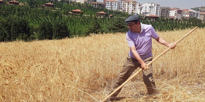 Başkent’in Orta Yerindeki Köyde Hasat Heyecanı