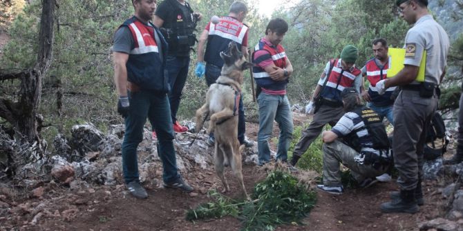 Yağmur Suyu Biriktirip Hint Keneviri Yetiştiren 3 Kişi Tutuklandı