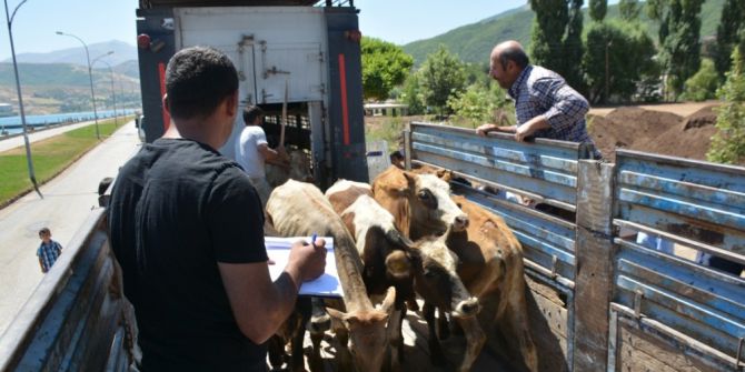 Tatvan’da 22 Genç Çiftçiye 132 Büyükbaş Hayvan Dağıtıldı