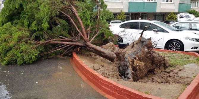 Fırtına Nedeniyle Ağaçlar Araçların Üzerine Devrildi